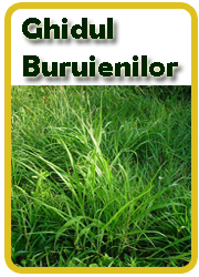 Ghidul buruienilor