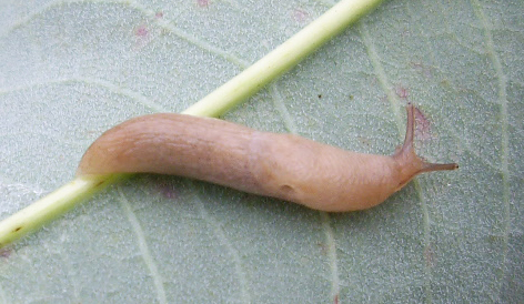 Limaxul cenusiu