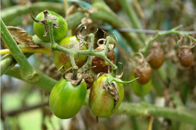 Mana tomatelor