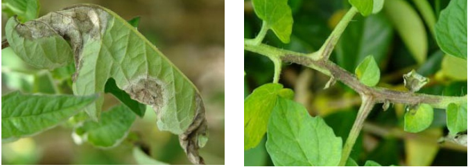 Recunoasterea manei tomatelor