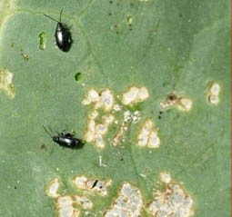 PURICELE NEGRU AL VERZEI