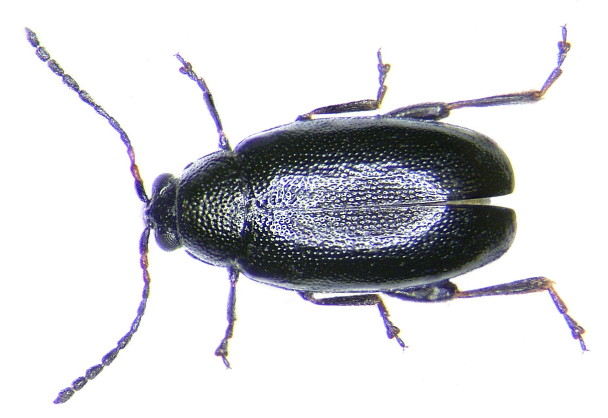 PURICELE NEGRU AL VERZEI
